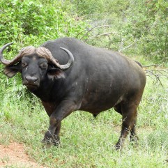 Buffalo during Safari