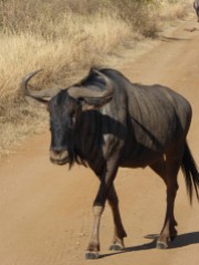 Gnu during safari in Pilanesberg