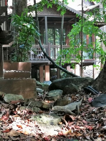 Berjaya Langkawi resort - monitor lizard